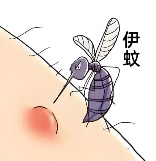 基孔肯雅热与登革热有啥不同
