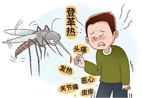基孔肯雅热与登革热有啥不同 症状相似易混淆